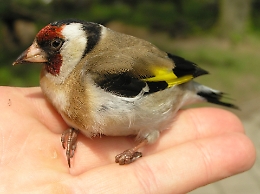 Allevamenti di cardellini in garages abusivi a Librino: due denunce