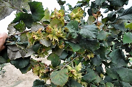 Il pasticciere e il produttore con il pallino delle nocciole dell'Etna