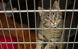 Palermo, gabbie per gatti in scantinato: 18 felini salvati da sofferenza