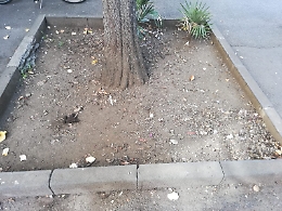 Catania: aiuole usate come sgambettamento.