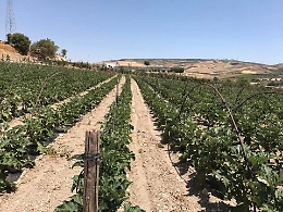 Grido d'allarme delle imprese agricole: si rischia di perdere i fondi europei