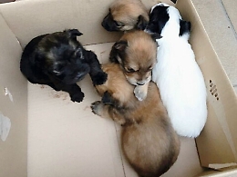 Caltagirone, lascia l'assessore alla Cultura Dicara: era stato filmato mentre abbandonava dei cuccioli