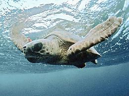 Il 90% delle tartarughe ha ingerito plastica: tra rifiuti marini anche zip delle felpe