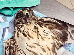 Poiana ferita e curata a Zafferana Etnea