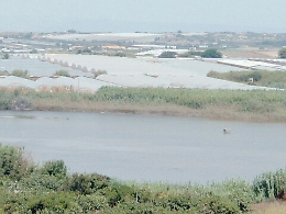 Pachino, di speciale c'è solo il pomodorino: annullate le Zps