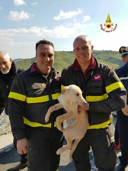 Motta, i vigili del fuoco salvano cagnolino