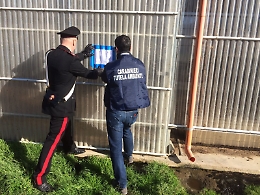 Barcellona, da un capannone odori nauseabondi, sequestrata dal Noe azienda agricola