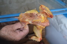 Norme di sicurezza non rispettate e carni avariate: polizia sequestra circo