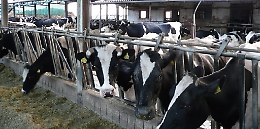 Il caldo stressa gli animali domestici e da pascolo: Coldiretti lancia Sos