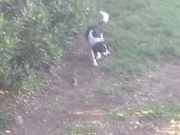 Catania, cagnetta nera e bianca smarrita in via Siena