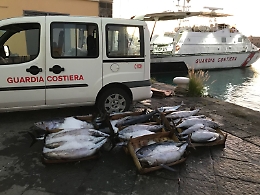 Controlli nella filiera ittica della Sicilia orientale, la guardia costiera sequestra 1.500 kg di pesce