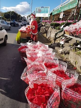 Catania, vivaio abusivo in un'area destinata all'Amt  e alla Protezione civile: due denunce