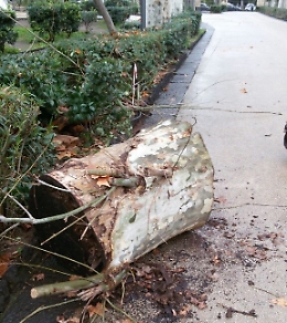 Un enorme tronco abbandonato nel viale interno della Villa Bellini