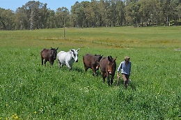 Tornare alle radici a passo di mulo