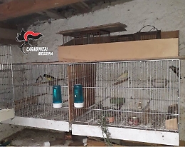 Messina, deteneva in piccole gabbie uccellini di specie protetta