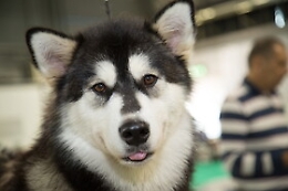 Razze canine dal mondo: eccone 15 irresistibili