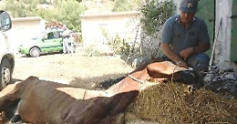 Cavallo ferito lasciato agonizzante sotto il sole in maneggio a Caccamo: morto