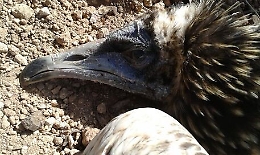 In volo verso Africa, l'avvoltoio Clara impallinato a Mazara del Vallo