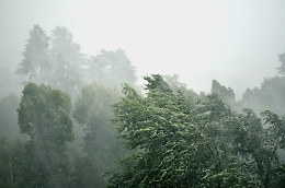 Albero si spezza e finisce su un asilo ad Agrigento: tragedia evitata