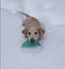 Riley sfida la tormenta di neve: ecco cosa fa per la sua padrona