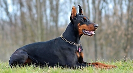 Il suo dobermann la azzanna e la manda in ospedale: donna ferita a Lipari