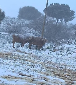 Neve, corsa contro il tempo per salvare mucche e asini