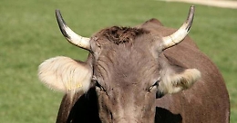 Ispica, incornato da mucca che aveva appena partorito: grave allevatore