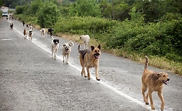 Etna sud: avvistato branco di cani randagi sul Monte "Salto del Cane"