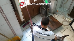 Pesce spada di 30 chili privo di tracciabilità sequestrato nel Messinese