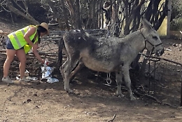 Morta Camilla, l'asinella ferita dall'eruzione dello Stromboli