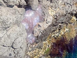 Mare di Taormina pieno di meduse: tanti bagnanti al pronto soccorso