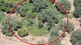 Militello, agrumeto "coltivato" a cannabis: sequestrate 11 mila piante