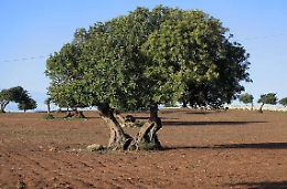 Ministri e Sottosegretari siciliani. Criteri di scelta.