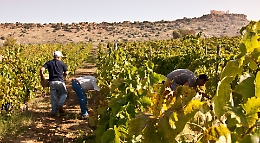 Doc Sicilia, avvio vendemmia 2019, meno uva ma più qualità