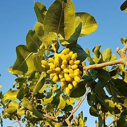 L'intera Valle del platani si prepara alla raccolta del pistacchio