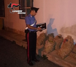 Ladri di carrube a Rosolini: due arresti