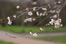 Un Natale anomalo con gli alberi in fiore chiude il quarto anno pi&ugrave; caldo dal 1800: ma sta per arrivare il gelo