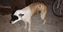 Aragona, cane dato a fuoco, lo sdegno di Giovanna Seminerio