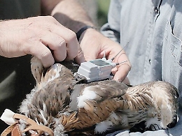 Otto aquilotti con il Gps