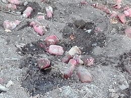 Caltanissetta, bottiglie con acido muriatico nel parco Dubini