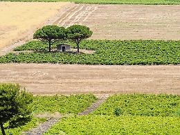 Vendemmia da ottima annata con raccolta anticipata in tutta l’Isola