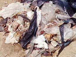 Scarti di pesce abbandonati davanti a residenze estive in contrada Maddalusa