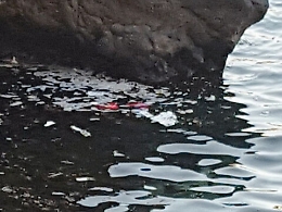 Aci Castello, le acque della Praca scambiate per un water: bisogni in riva al mare