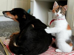 Vacanze, in viaggio con fido e micio:  consigli utili