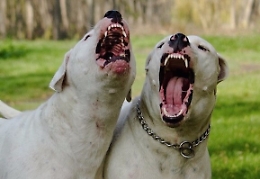 Bimbo sbranato dai cani a Mascalucia, la madre ai pm: «Non l'ho lasciato solo»