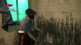 Palermo, scoperto box laboratorio per la produzione di droga