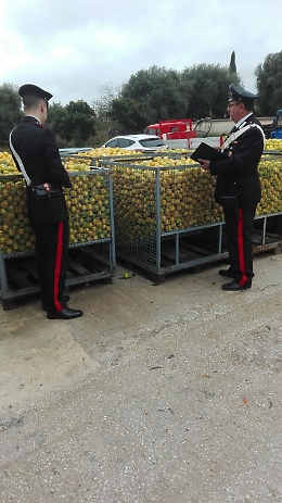Siracusa, sventato il furto record di 2 tonnellate di limoni: 3 arresti