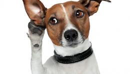 I nostri pet capiscono quello che diciamo con l'emisfero sinistro