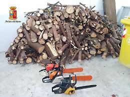 Balestrate, vanno in un'area demaniale e tagliano acacie per rivendere la legna