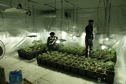 Partinico, una serra "casalinga" con 107 piante di marijuana